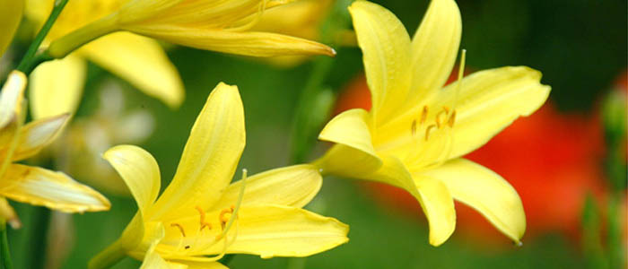 Picture of yellow lilies