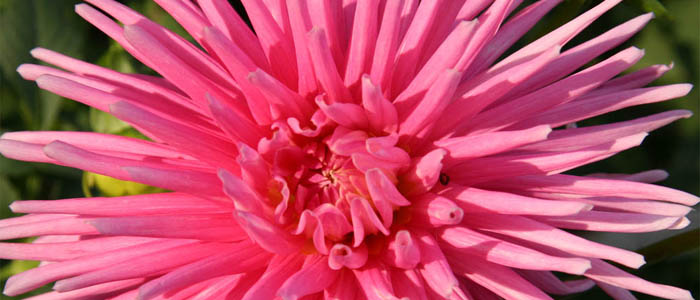 Picture of a pink dahlia