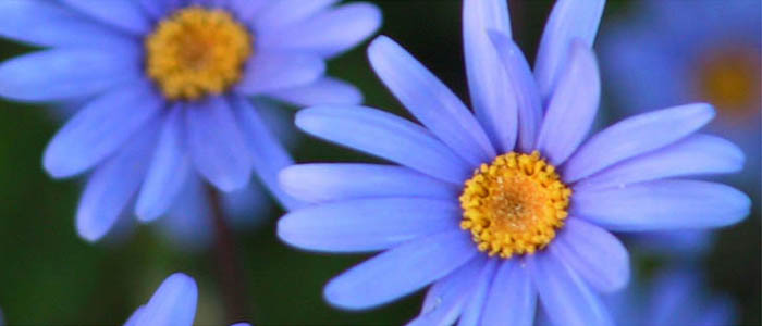 Picture of blue daisies or Felicia