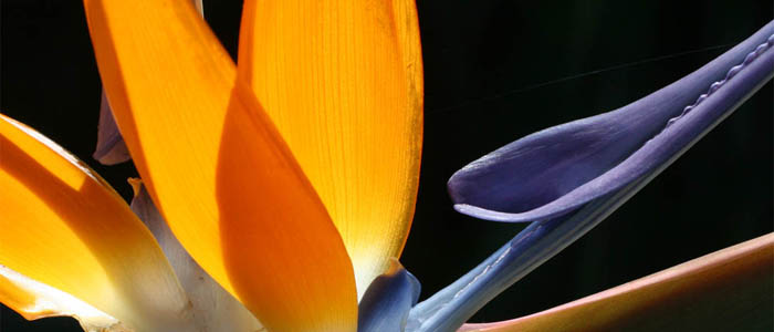 Picture of a Strelizia or Bird of Paradise flower